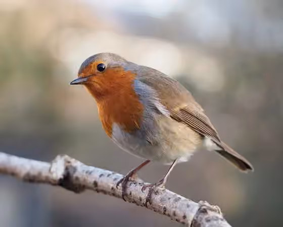 Dokumentasi Erithacus rubecula