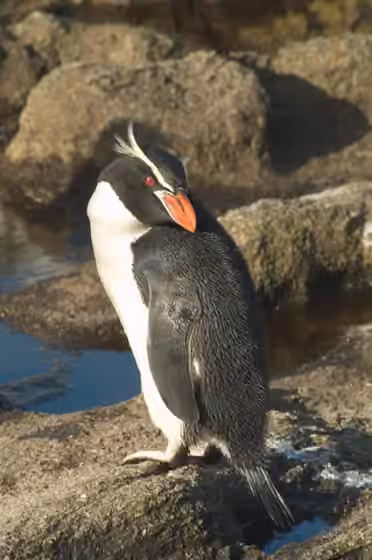 Dokumentasi Eudyptes robustus