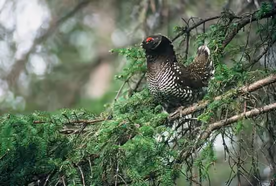 Dokumentasi Falcipennis falcipennis
