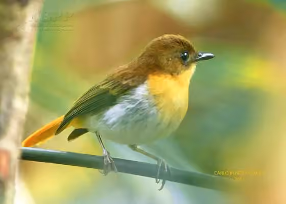 Dokumentasi Ficedula platenae