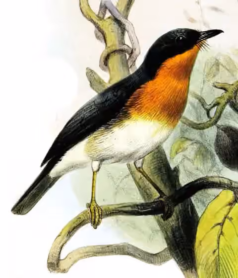Ilustrasi Ficedula rufigula