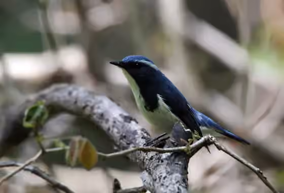 Dokumentasi Ficedula superciliaris