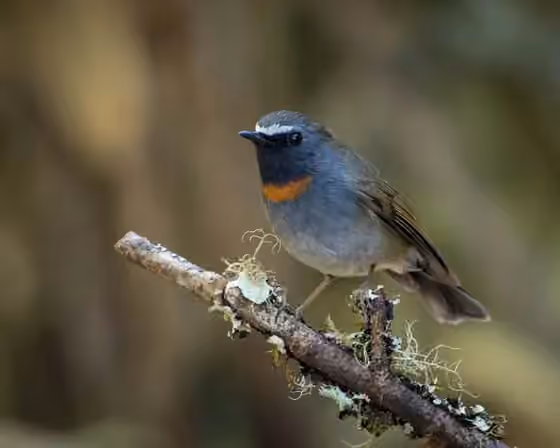 Dokumentasi Ficedula strophiata