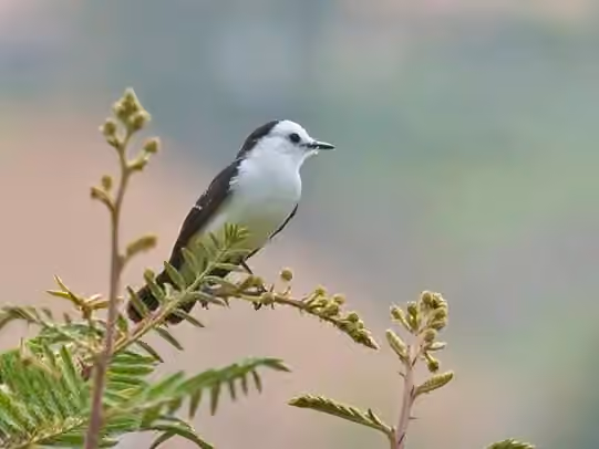 Dokumentasi Fluvicola albiventer