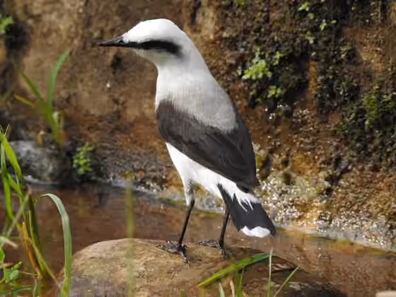 Dokumentasi Fluvicola nengeta