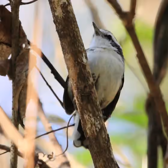 Dokumentasi Formicivora melanogaster