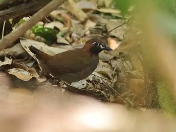 Dokumentasi Formicarius moniliger