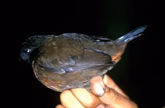 Dokumentasi Formicarius rufipectus