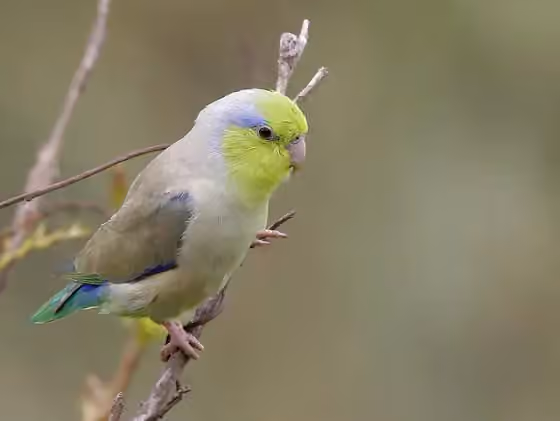 Dokumentasi Forpus coelestis