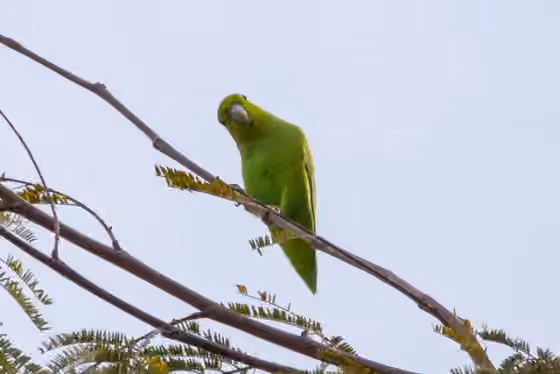 Dokumentasi Forpus cyanopygius