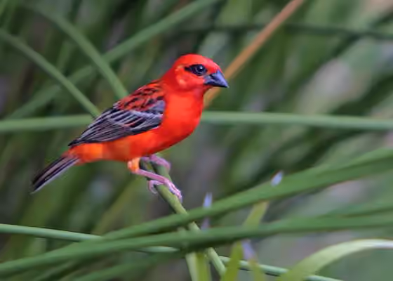 Dokumentasi Foudia madagascariensis
