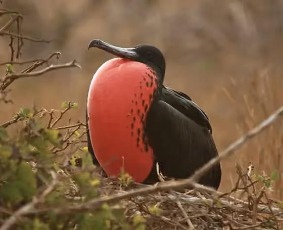 Dokumentasi Fregata magnificens