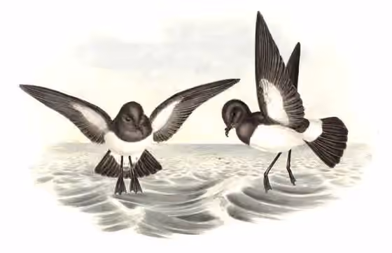 Ilustrasi Fregetta grallaria