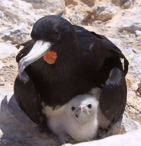 Dokumentasi Fregata aquila