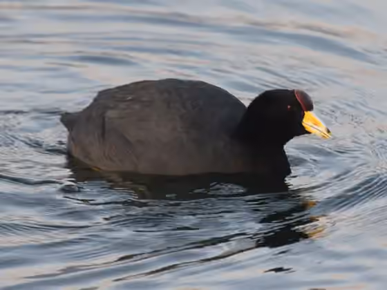 Dokumentasi Fulica ardesiaca