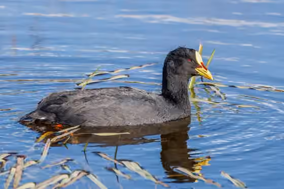 Dokumentasi Fulica armillata