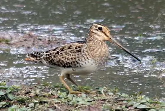 Dokumentasi Gallinago hardwickii