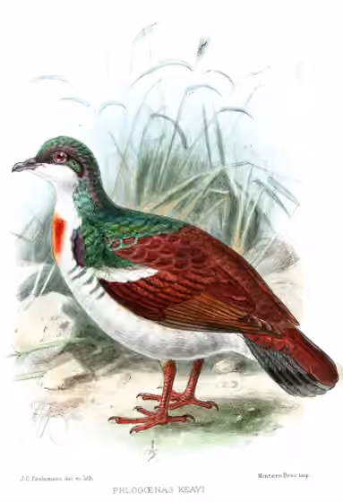 Ilustrasi Gallicolumba keayi
