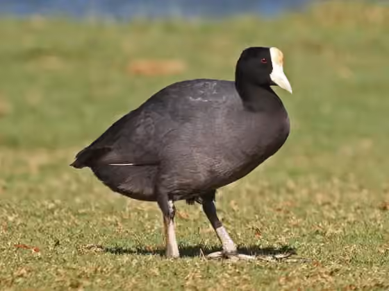 Dokumentasi Fulica alai