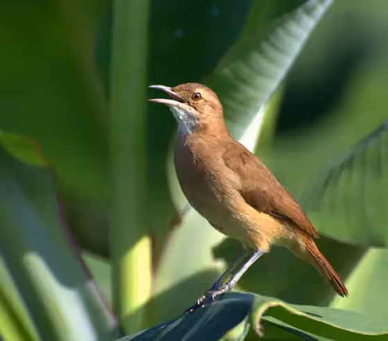 Dokumentasi Furnarius rufus