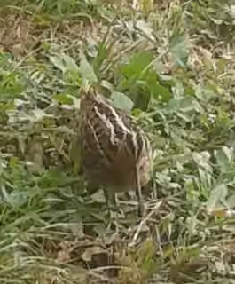 Dokumentasi Gallinago media