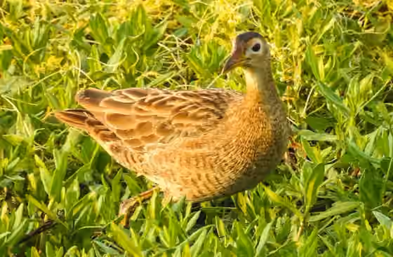 Dokumentasi Gallicrex cinerea