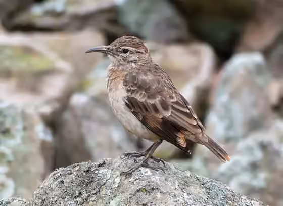 Dokumentasi Geositta crassirostris