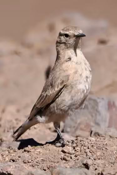 Dokumentasi Geositta isabellina