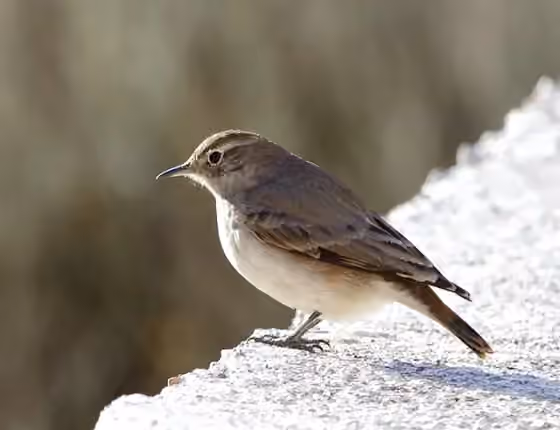 Dokumentasi Geositta rufipennis