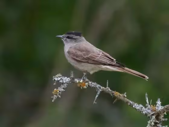 Dokumentasi Griseotyrannus aurantioatrocristatus