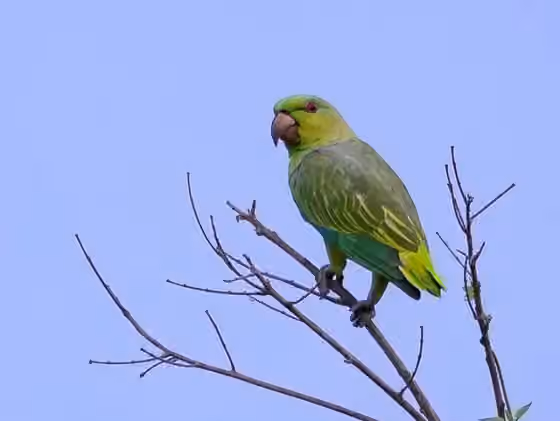 Dokumentasi Graydidascalus brachyurus