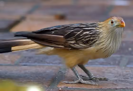 Dokumentasi Guira guira