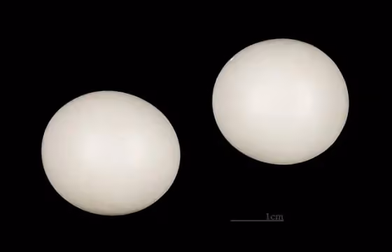Dokumentasi Halcyon leucocephala