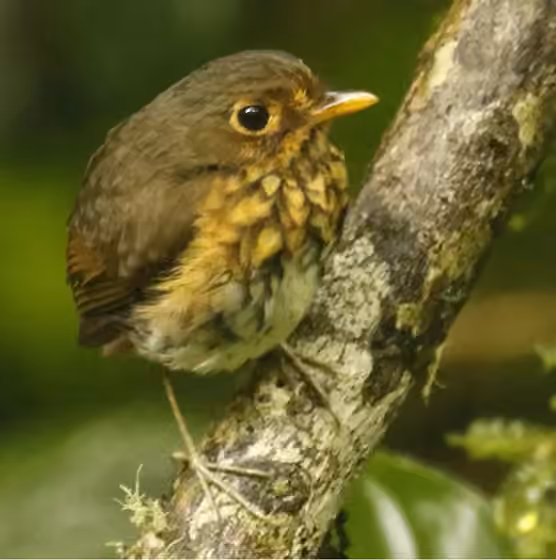 Dokumentasi Grallaricula flavirostris