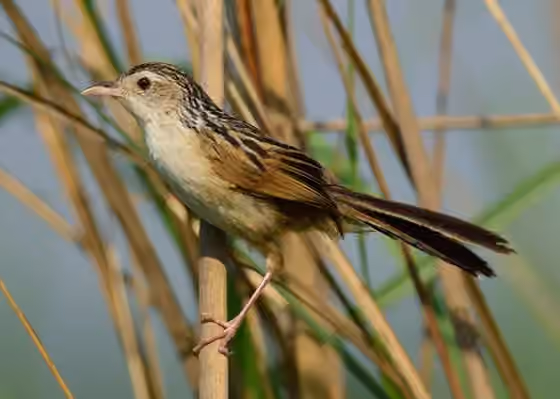 Dokumentasi Graminicola bengalensis
