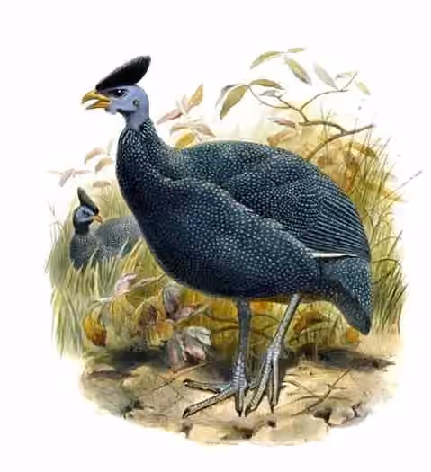 Ilustrasi Guttera plumifera