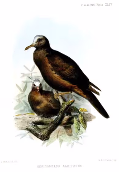 Ilustrasi Henicophaps albifrons