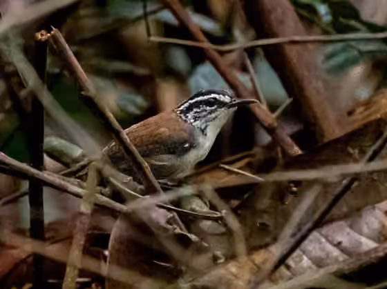 Dokumentasi Henicorhina leucosticta