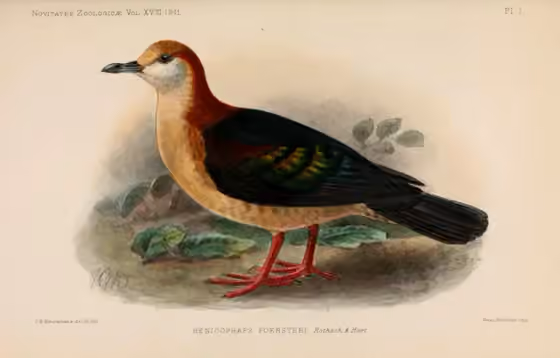 Ilustrasi Henicophaps foersteri