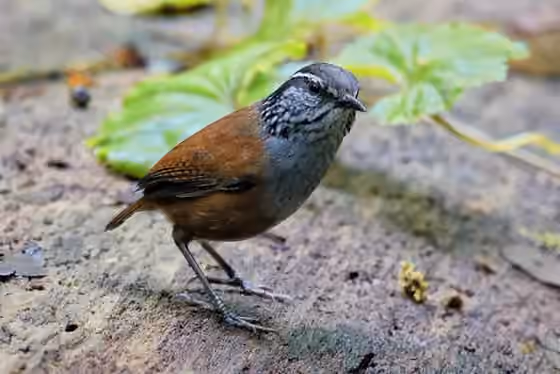 Dokumentasi Henicorhina leucophrys