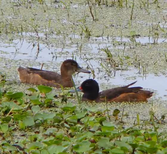 Dokumentasi Heteronetta atricapilla