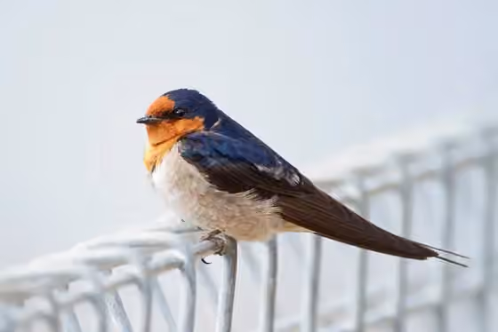 Dokumentasi Hirundo neoxena
