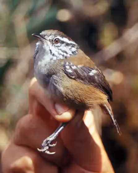 Dokumentasi Henicorhina leucoptera