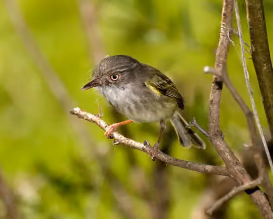 Dokumentasi Hemitriccus margaritaceiventer