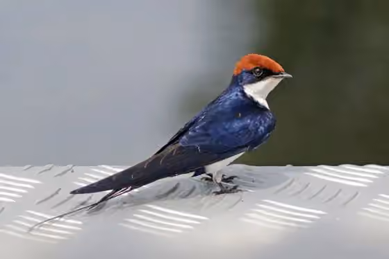 Dokumentasi Hirundo smithii