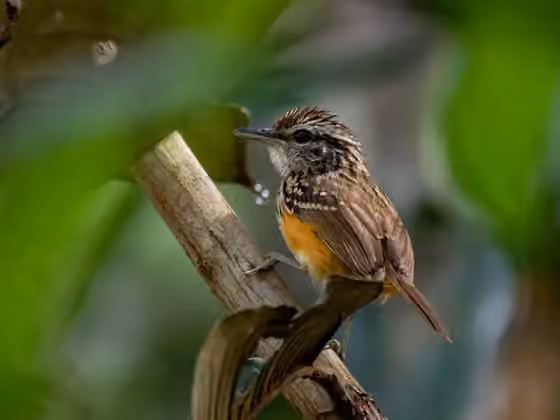 Dokumentasi Hypocnemis peruviana