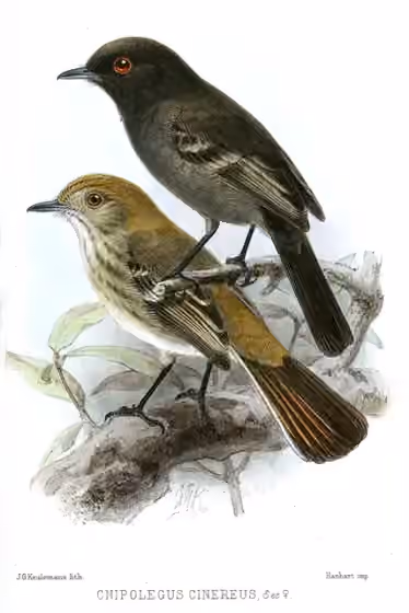 Ilustrasi dokumenter Knipolegus striaticeps pada pelat dengan beberapa figur burung