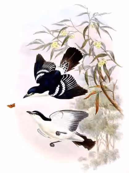 Ilustrasi Lalage moesta