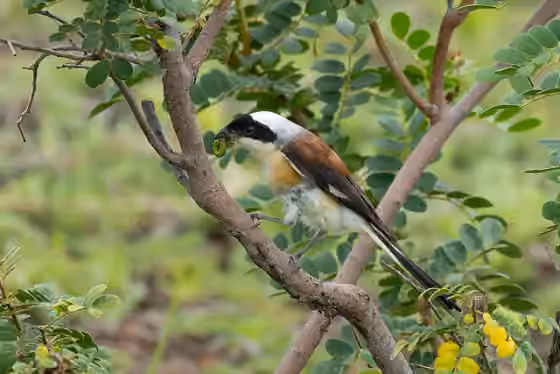Dokumentasi Lanius vittatus