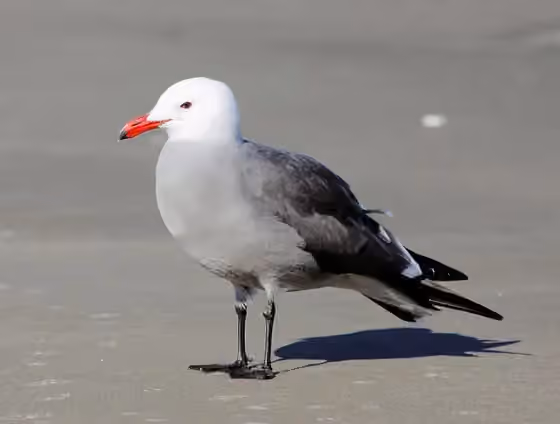 Dokumentasi Larus heermanni